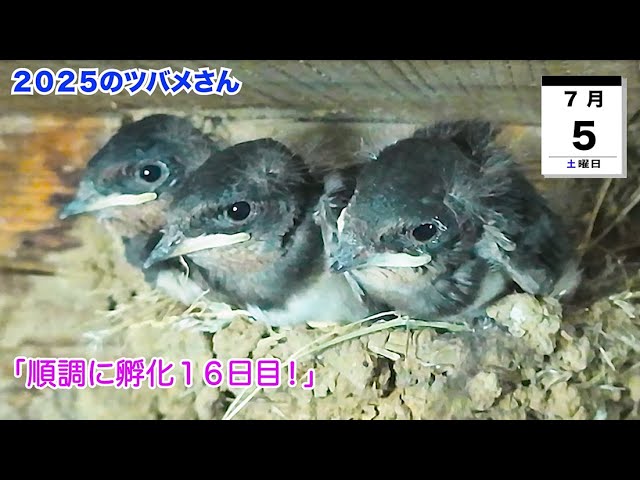 7月5日「順調に孵化16日目！」2025のツバメさん - YouTube