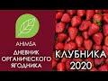 Органическая клубника 2020 /  / Дневник органического ягодника