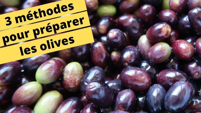 La préparation des olives noires après la cueillette - Gamm vert