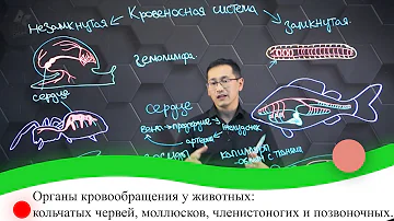 Органы кровообращения  у животных: кольчатых червей, моллюсков, членистоногих и позв-чных. 7 класс.