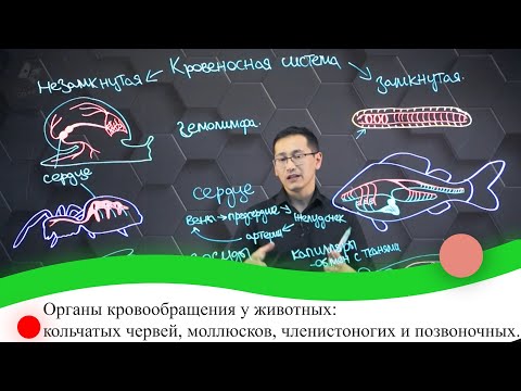 Видео: У моллюсков открытая кровеносная система?