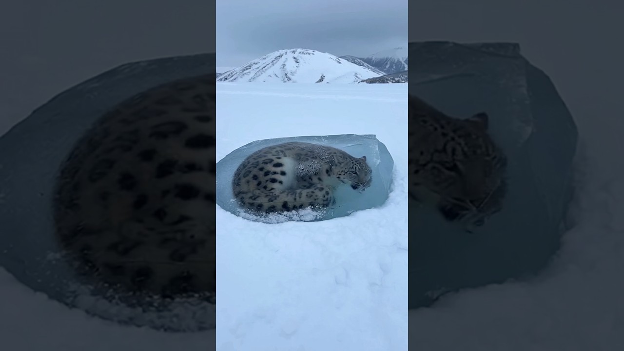 Frozen Leopard 🐆 