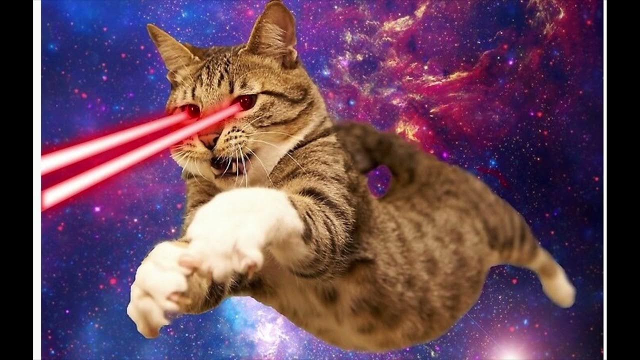 BAFFLE THE CAT LIVE THE NJ Weedman's Joint September 2022 YouTube