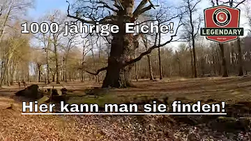 Wieso Bäume in Deutschland nicht älter als 1000 Jahre werden?