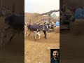 آلة طحن الحبوب التقليدية تراث عمره قرن وما زال حي ا عالم التطور والذكاء