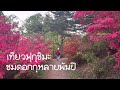เที่ยวฟุกุชิมะกับโนอะชมดอกกุหลาบพันปี