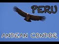 COLCA CANYON: The best place to see condors in Peru &amp; the second deepest canyon in the world!