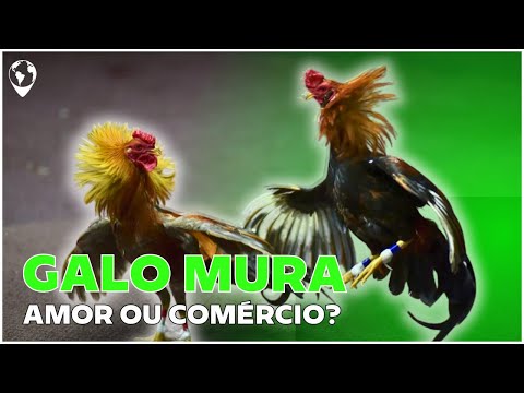 Vídeo: Trabalho como animador: o que é?