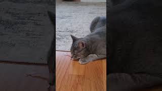 Playful Cat Johnny. Cat&#39;s Funny Life. Cute Cats Jessica &amp; Johnny #shorts #cats #viral