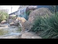 PERSEU [Onça Pintada | Jaguar | Panthera onca]