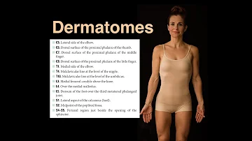Quanti sono i Dermatomeri?