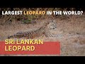 The sri lankan leopard panthera pardus kotiya