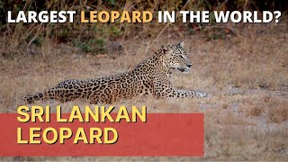 The Sri Lankan Leopard (Panthera pardus kotiya)