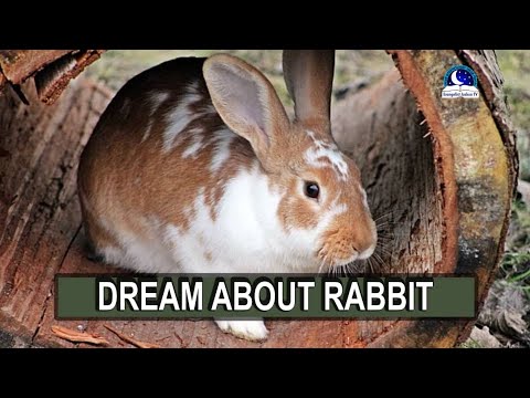 Video: Why does a hare dream in a dream - gray, white, rabbit