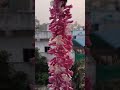 డిసెంబర్  పువ్వులు #flowers #shortvideo #youtubeshorts #ytshorts