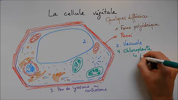 Quelle est la structure d'une cellule végétale ?