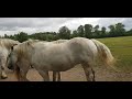 #percheron #першерон #лошади #кони Благородные лошади, как же они красивы!