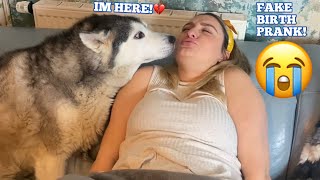 Adorable Huskies Reaction To My Partner Giving Birth!! [THE BEST ENDING!!] [PRANK]
