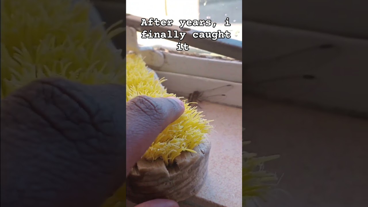 New pokemon discovery 