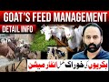 Goats feed management explained in detail  bakriyoon ki khurak  goat farming 