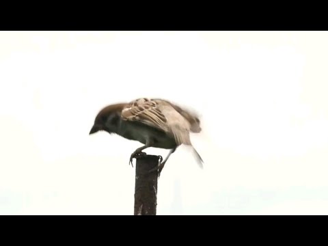 ჩინეთის ომი ბეღურებთან‼️