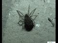 УЖАС!!! Огромный ядовитый крымский паук у меня во дворе!!!