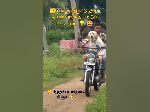 பெண்களுக்கான Free Bus ஏன்? இதோ 😂🐶 | Tamil Funny Dog Video | Lucky Jackal Aparigal” #dogshorts