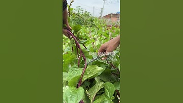 Harvesting red spinach by cutting the shoots will produce many branches later #gardening