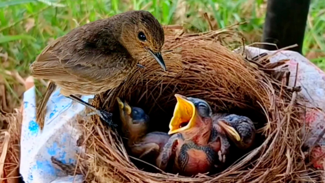 Sooty chat trying to feed baby birds with mouths bigger than their mothers