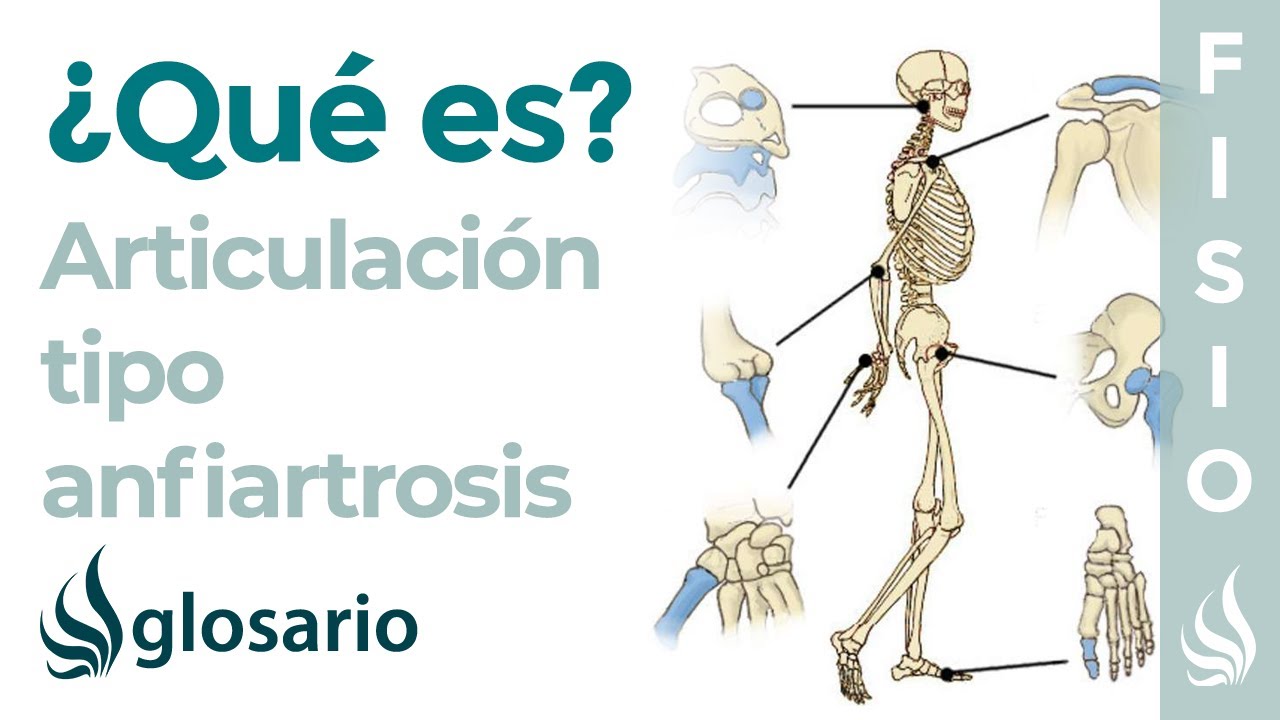 Articulación Anfiartrosis Qué Es Etimología Ubicación Y Movimientos