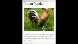 Ayam Bali Meulesshort