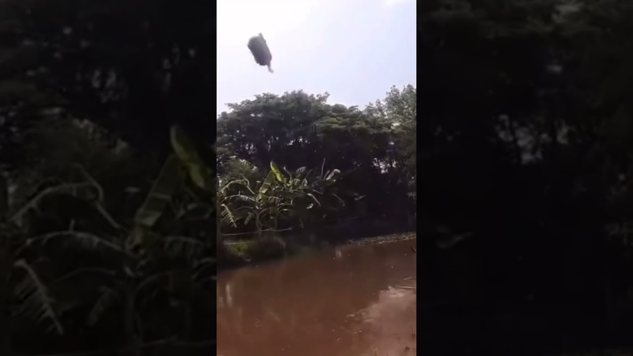 Sentakan maut, ikannya sampai terbang #casting #gabus #giantsnakehead #shorts