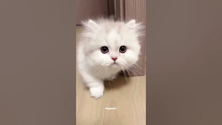 Cute and Naughty Kittens ✨😺 #cat #kitten #shorts #funny #cute