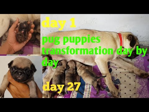 watch my puppies growing up || pug puppies from day 1 to day 27 ||puppies transformation || jaipur |