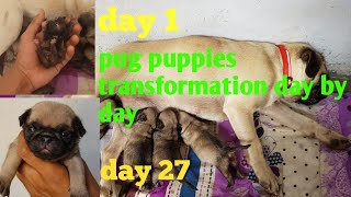 watch my puppies growing up || pug puppies from day 1 to day 27 ||puppies transformation || jaipur |