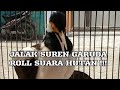 Jalak suren ngerol suara hutan sambil garuda&#39;an