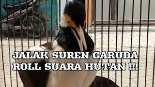 Jalak suren ngerol suara hutan sambil garuda&#39;an