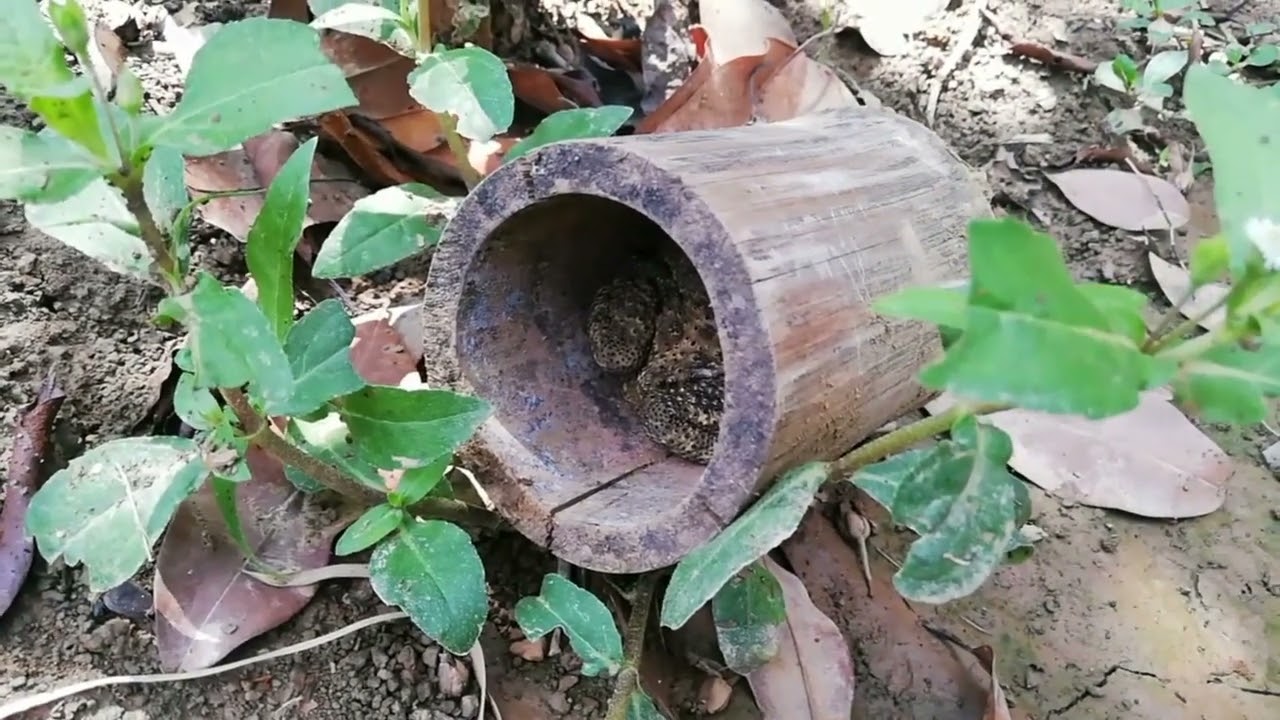Giant toad relax in old bamboo