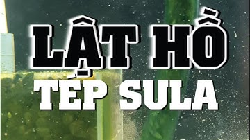 Hướng Dẫn Lật Hồ Tép Dễ Dàng Và An Toàn Cho Tép Sula Và Tép Màu