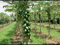 Planter la papaye en saison sèche