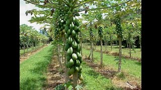 Planter la papaye en saison sèche