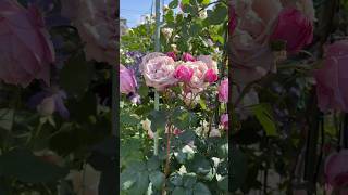 Розы В Саду #Дача #Сад #Огород #Цветы #Роза #Розы #Rose