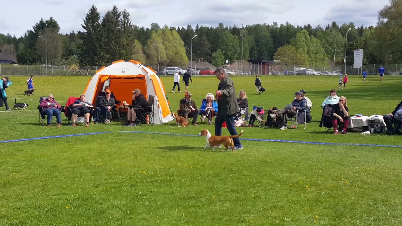 Coloradogårdens Bella på drever utställning i Björklinge 25 Maj 201i