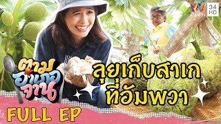 เก็บผลสาเก อ.อัมพวา จ.สมุทรสงคราม | ตามอำเภอจาน | 19 มิ.ย.64 Full EP