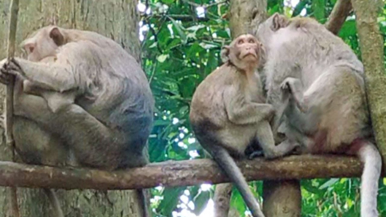 Monkey Jazzy Get Great Opportunity To Sleep With Mom Jane When No Jonna monkey-jazzy-get-great-opportunity-to-sleep-with-mom-jane-when-no-jonna