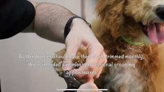 Top 8 Goldendoodle Grooming Tips/Facts Puppies & Adult Dogs by Jack Armour 259 views 11 months ago 1 minute, 23 seconds