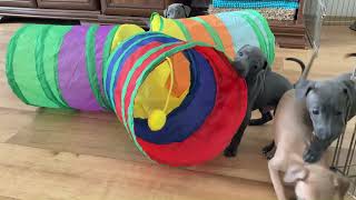 Italienische Windspiel - zucht , italian greyhound kennel,  Italský chrtík -chov by Avatar Pinc 187 views 1 month ago 2 minutes, 3 seconds