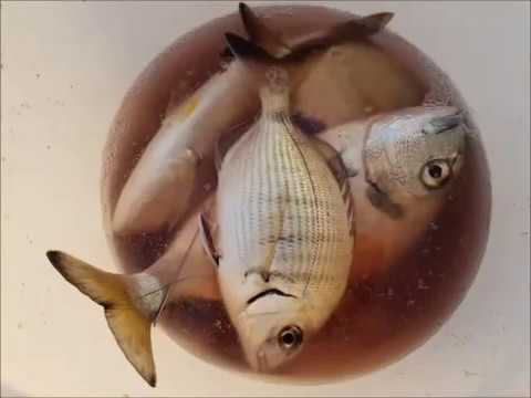 Video: Che Tipo Di Pesce Si Pesca Ad Ottobre