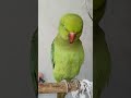 Teru miaaaauuuu bili ki aawaj nikal raha hai😆 cute 🌼 🤣 #mithu #hindi #mithuvlogs #teru #viral