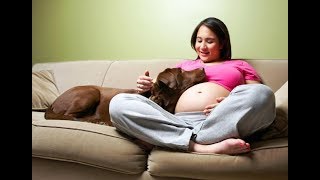 Cutest Dogs Protecting Pregnant Mom 's Belly